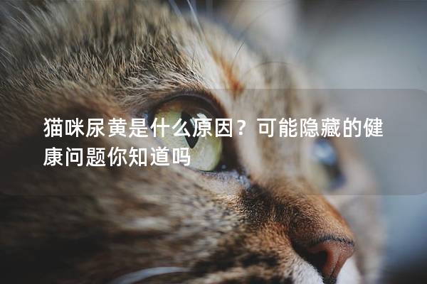 猫咪尿黄是什么原因？可能隐藏的健康问题你知道吗