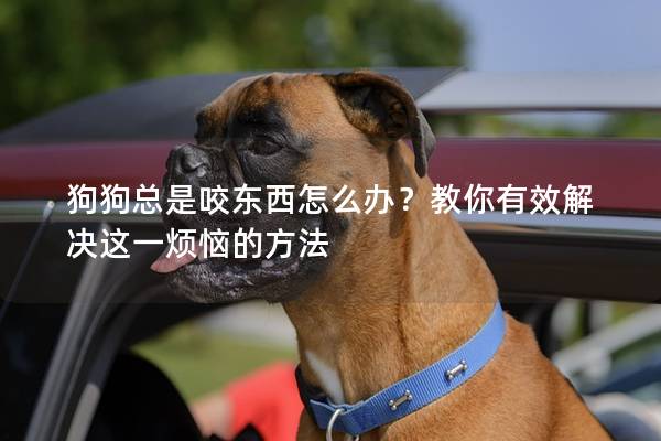 狗狗总是咬东西怎么办？教你有效解决这一烦恼的方法