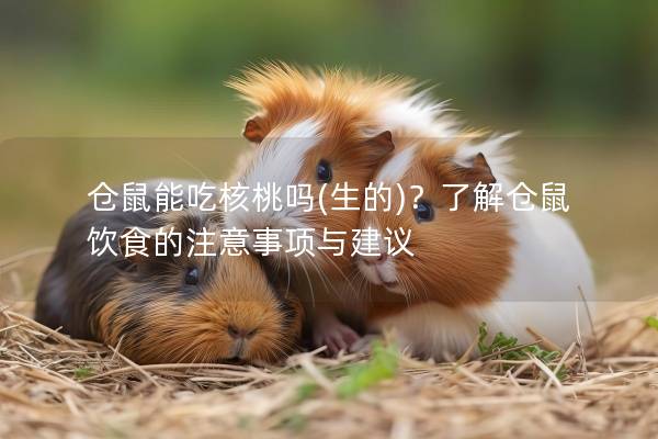 仓鼠能吃核桃吗(生的)？了解仓鼠饮食的注意事项与建议