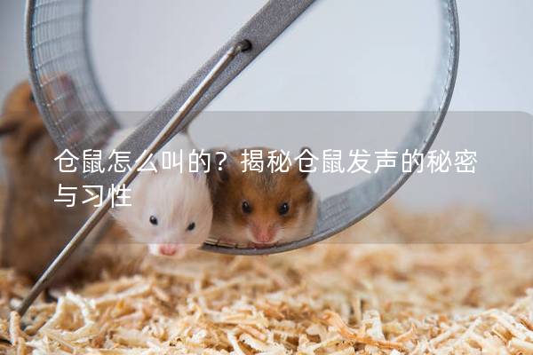 仓鼠怎么叫的?揭秘仓鼠发声的秘密与习性 仓鼠怎么叫的?揭秘仓鼠发声的秘密与习性