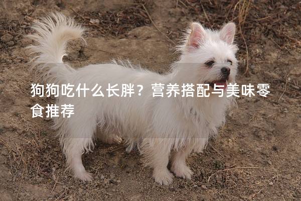 狗狗吃什么长胖？营养搭配与美味零食推荐