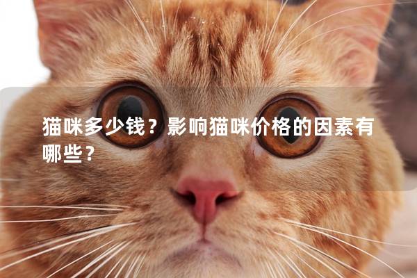 猫咪多少钱?影响猫咪价格的因素有哪些? 猫咪多少钱?影响猫咪价格的因素有哪些?