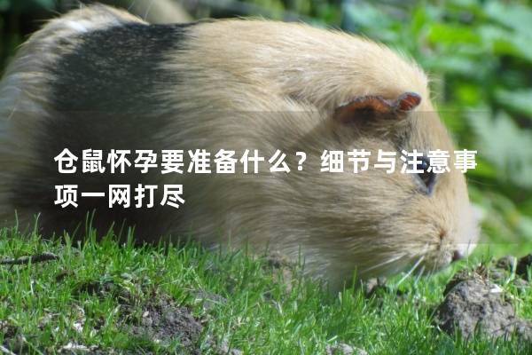 仓鼠怀孕要准备什么?细节与注意事项一网打尽 仓鼠怀孕要准备什么?细节与注意事项一网打尽
