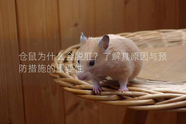 仓鼠为什么会脱肛？了解其原因与预防措施的重要性