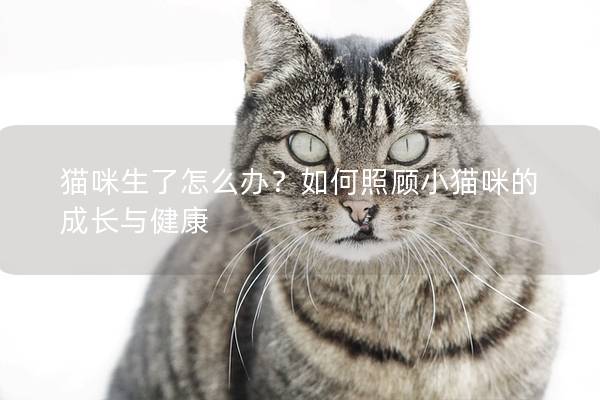 猫咪生了怎么办?如何照顾小猫咪的成长与健康 猫咪生了怎么办?如何照顾小猫咪的成长与健康