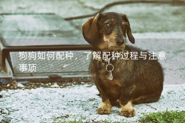 狗狗如何配种，了解配种过程与注意事项