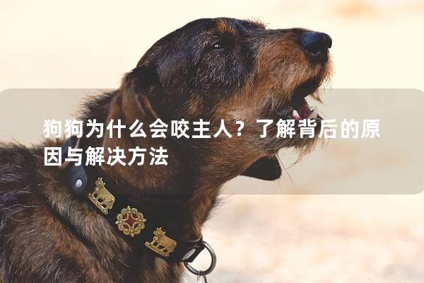 狗狗为什么会咬主人？了解背后的原因与解决方法