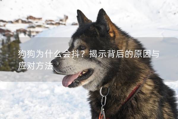 狗狗为什么会抖？揭示背后的原因与应对方法