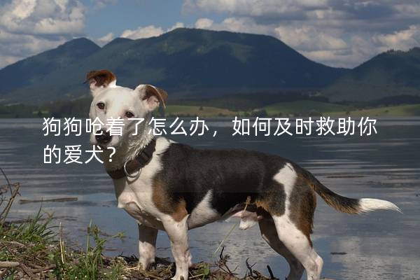 狗狗呛着了怎么办，如何及时救助你的爱犬？