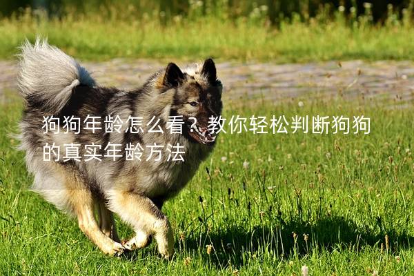 狗狗年龄怎么看?教你轻松判断狗狗的真实年龄方法 狗狗年龄怎么看?教你轻松判断狗狗的真实年龄方法