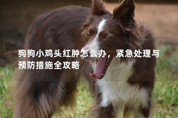 狗狗小鸡头红肿怎么办，紧急处理与预防措施全攻略