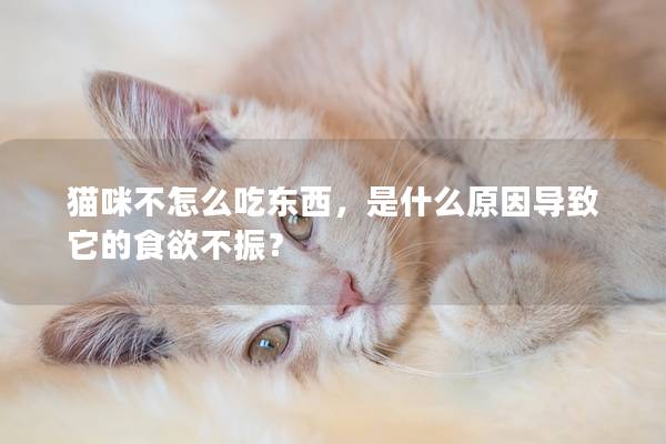 猫咪不怎么吃东西，是什么原因导致它的食欲不振？