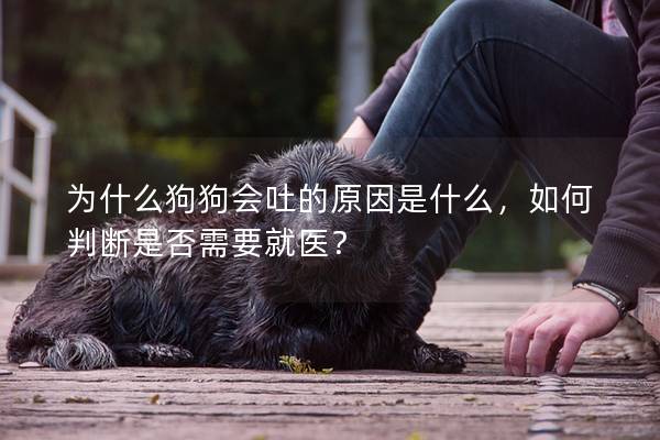 为什么狗狗会吐的原因是什么,如何判断是否需要就医? 为什么狗狗会吐的原因是什么,如何判断是否需要就医?