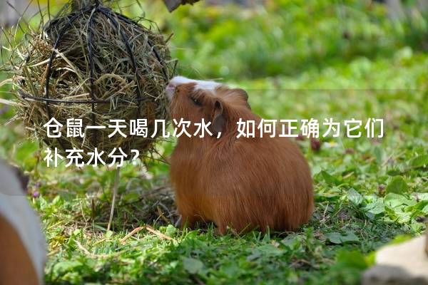 仓鼠一天喝几次水，如何正确为它们补充水分？