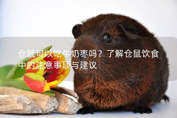 仓鼠可以吃牛奶枣吗？了解仓鼠饮食中的注意事项与建议