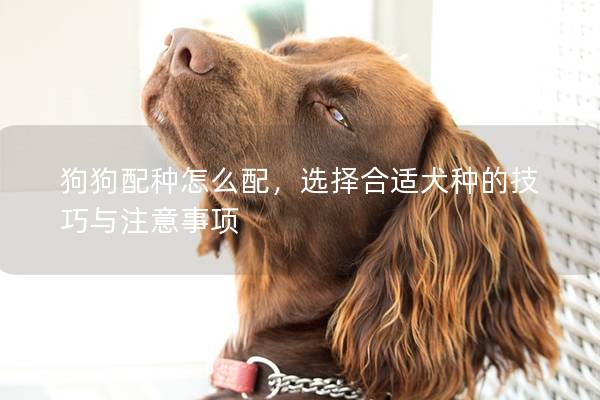 狗狗配种怎么配,选择合适犬种的技巧与注意事项 狗狗配种怎么配,选择合适犬种的技巧与注意事项