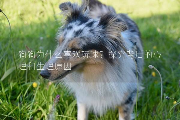 狗狗为什么喜欢玩球？探究背后的心理和生理原因