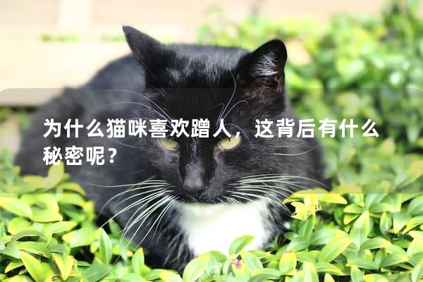 为什么猫咪喜欢蹭人，这背后有什么秘密呢？