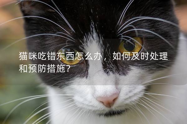 猫咪吃错东西怎么办，如何及时处理和预防措施？