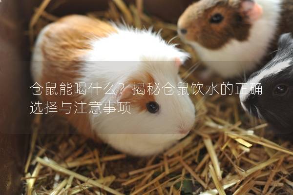 仓鼠能喝什么？揭秘仓鼠饮水的正确选择与注意事项