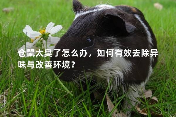 仓鼠太臭了怎么办，如何有效去除异味与改善环境？