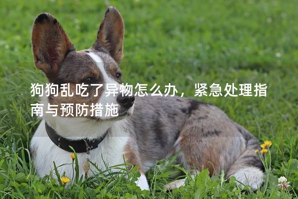 狗狗乱吃了异物怎么办，紧急处理指南与预防措施