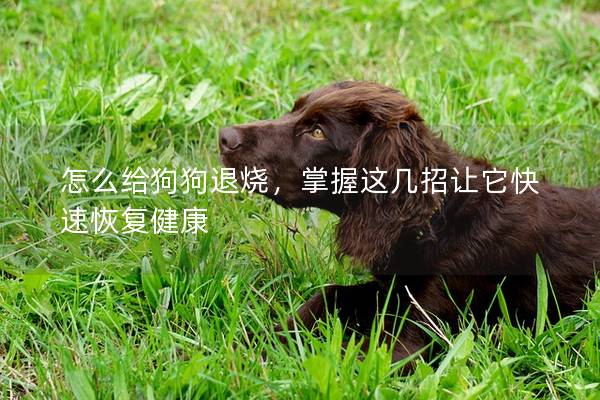 怎么给狗狗退烧，掌握这几招让它快速恢复健康
