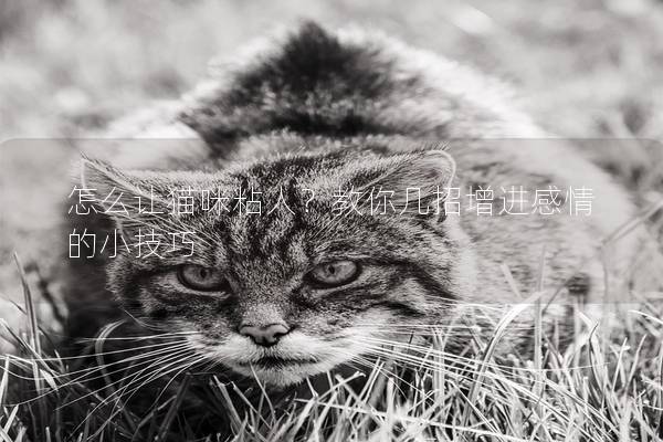 怎么让猫咪粘人？教你几招增进感情的小技巧