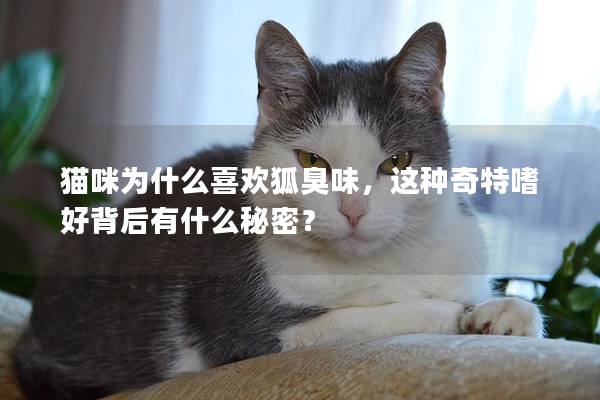 猫咪为什么喜欢狐臭味，这种奇特嗜好背后有什么秘密？