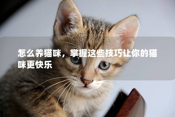 怎么养猫咪，掌握这些技巧让你的猫咪更快乐