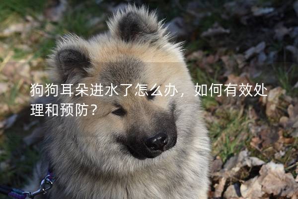 狗狗耳朵进水了怎么办，如何有效处理和预防？