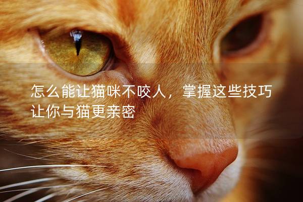 怎么能让猫咪不咬人，掌握这些技巧让你与猫更亲密