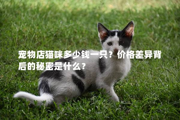宠物店猫咪多少钱一只?价格差异背后的秘密是什么? 宠物店猫咪多少钱一只?价格差异背后的秘密是什么?