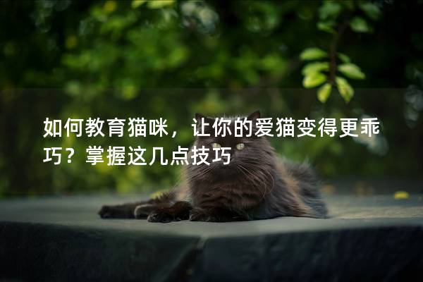如何教育猫咪，让你的爱猫变得更乖巧？掌握这几点技巧