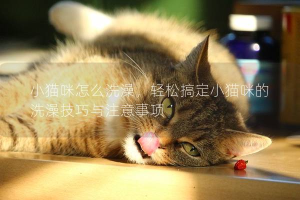 小猫咪怎么洗澡，轻松搞定小猫咪的洗澡技巧与注意事项