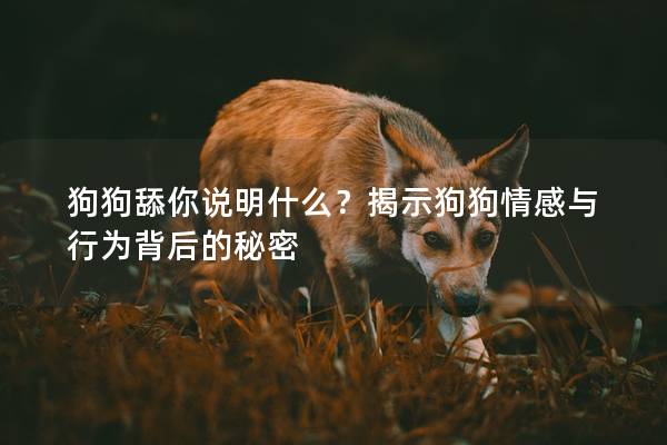 狗狗舔你说明什么？揭示狗狗情感与行为背后的秘密