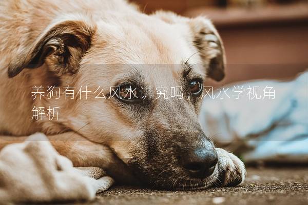 养狗有什么风水讲究吗,风水学视角解析 养狗有什么风水讲究吗,风水学视角解析