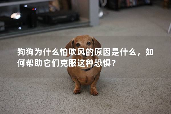 狗狗为什么怕吹风的原因是什么，如何帮助它们克服这种恐惧？
