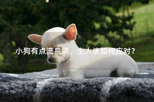 小狗有点流鼻涕，主人该如何应对？