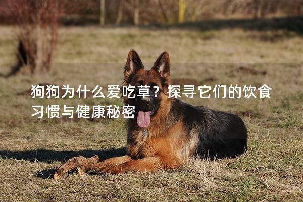 狗狗为什么爱吃草？探寻它们的饮食习惯与健康秘密