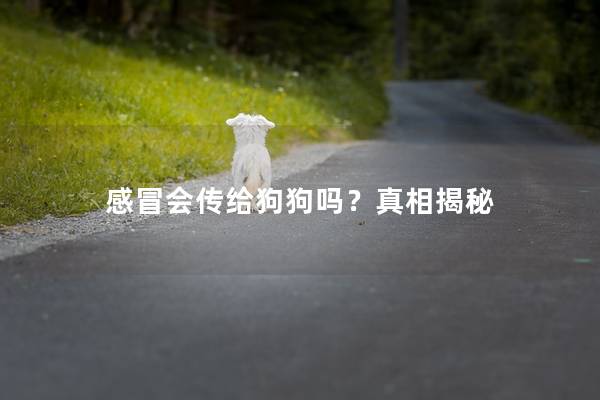 感冒会传给狗狗吗?真相揭秘 感冒会传给狗狗吗?真相揭秘
