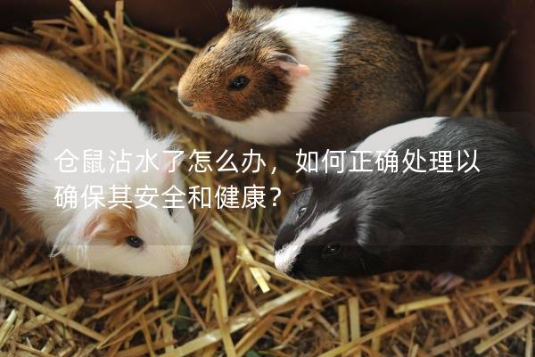 仓鼠沾水了怎么办，如何正确处理以确保其安全和健康？