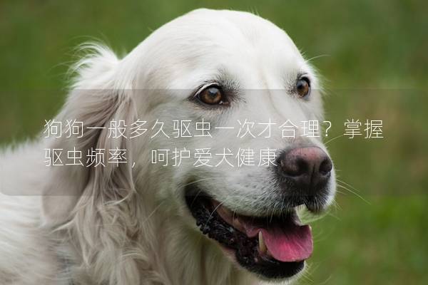 狗狗一般多久驱虫一次才合理？掌握驱虫频率，呵护爱犬健康