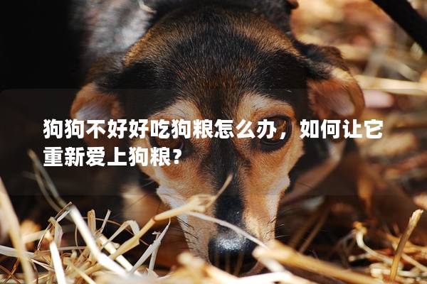 狗狗不好好吃狗粮怎么办，如何让它重新爱上狗粮？