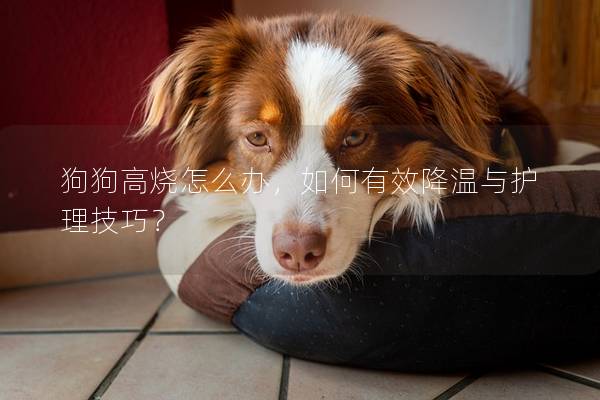 狗狗高烧怎么办，如何有效降温与护理技巧？