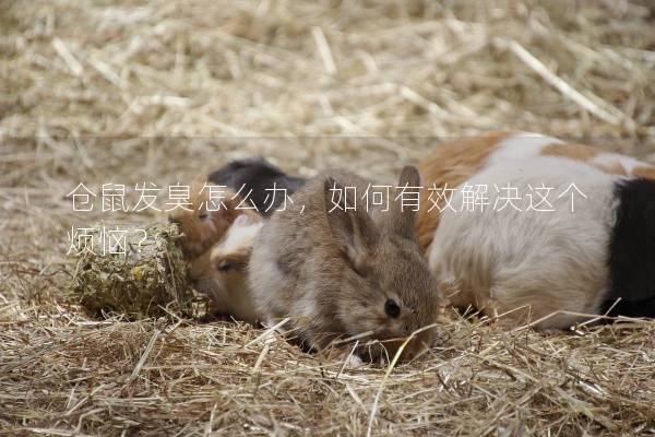 仓鼠发臭怎么办，如何有效解决这个烦恼？