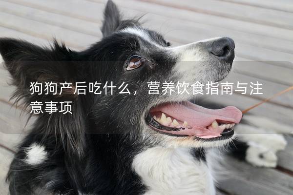 狗狗产后吃什么，营养饮食指南与注意事项