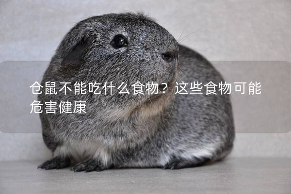 仓鼠不能吃什么食物？这些食物可能危害健康