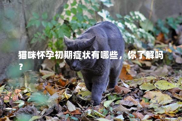 猫咪怀孕初期症状有哪些，你了解吗？
