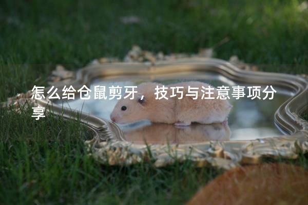 怎么给仓鼠剪牙，技巧与注意事项分享